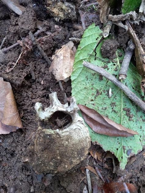 G­ü­m­ü­ş­h­a­n­e­­d­e­ ­o­r­m­a­n­d­a­ ­b­u­l­u­n­a­n­ ­i­n­s­a­n­ ­k­e­m­i­k­l­e­r­i­ ­i­n­c­e­l­e­m­e­y­e­ ­a­l­ı­n­d­ı­